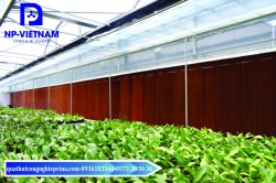 Tấm làm mát cooling pad ứng dụng trong làm mát nhà màng trồng rau
