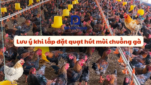 Lưu ý khi lắp đặt quạt thông gió cho chuồng gà